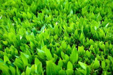 yeşil yaprakları. Taze şimşir closeup. Şimşir yeşil çalı yaprakları kapatmak.