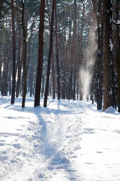 Vertical Orientation View Trodden Narrow Footpath Snow Surface Pine Trees — Stock Photo, Image