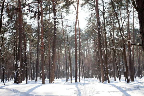 Panoramic Image Winter Forest Tree Shadows Foreground Footsteps Being Trodden — Stock Photo, Image