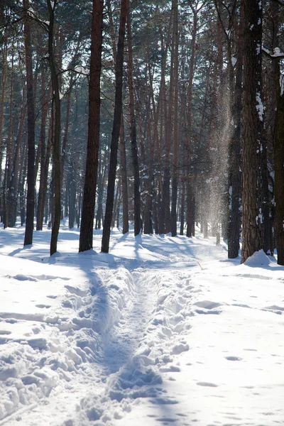 Vertical Image Narrow Footpath Being Trodden Snowy Ground High Trees — Stock Photo, Image