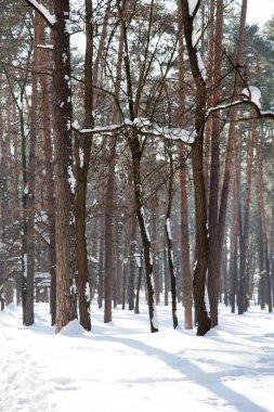 Ağaçlar gölgeler kar yüzey ve kırsal kış ormanda gündüz sırasında arka plan üzerinde dikey görüntü