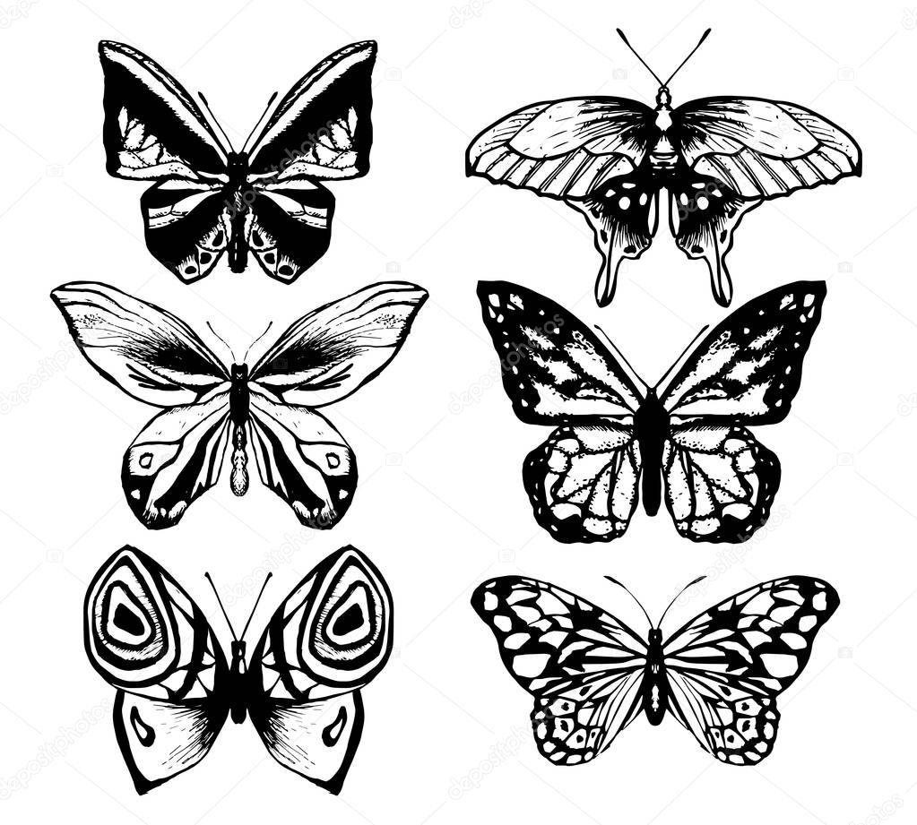 Collection of butterfly or wild moths insects.