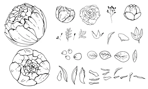 Fiori Pione Disegnati Mano Oggetti Isolati Disegni Botanici Bianco Nero — Vettoriale Stock