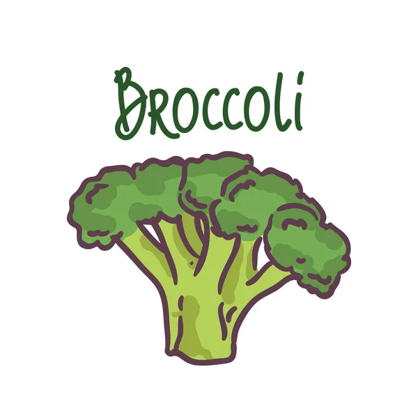 Brokoli terisolasi pada latar belakang putih. Vektor ilustrasi sayuran segar dalam gaya datar. label ikon dengan huruf kuas. gambar tangan - Stok Vektor