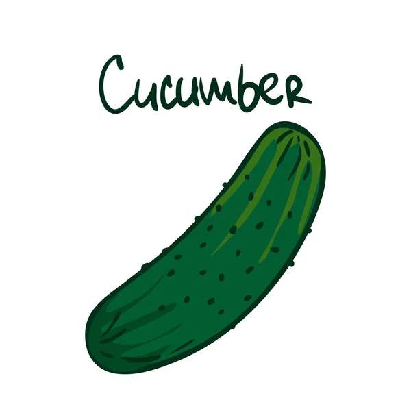 Vektör çizim. Yeşil salatalık. Sağlıklı vejetaryen yemek. Salata için madde. Dekorasyon için yamalar, levha, vitrinler, menüler. Beyaz arka plan üzerinde izole.