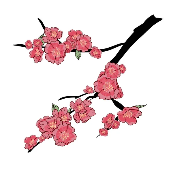 Sakura japan cherry branch with blooming flowers vector illustration. Hand drawing, isolated on white background — Stock Vector