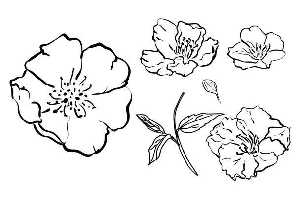 Collezione botanica floreale Sketch. Disegni floreali. Bianco e nero con line art su sfondo bianco. Illustrazioni botaniche disegnate a mano. Vettore. — Vettoriale Stock