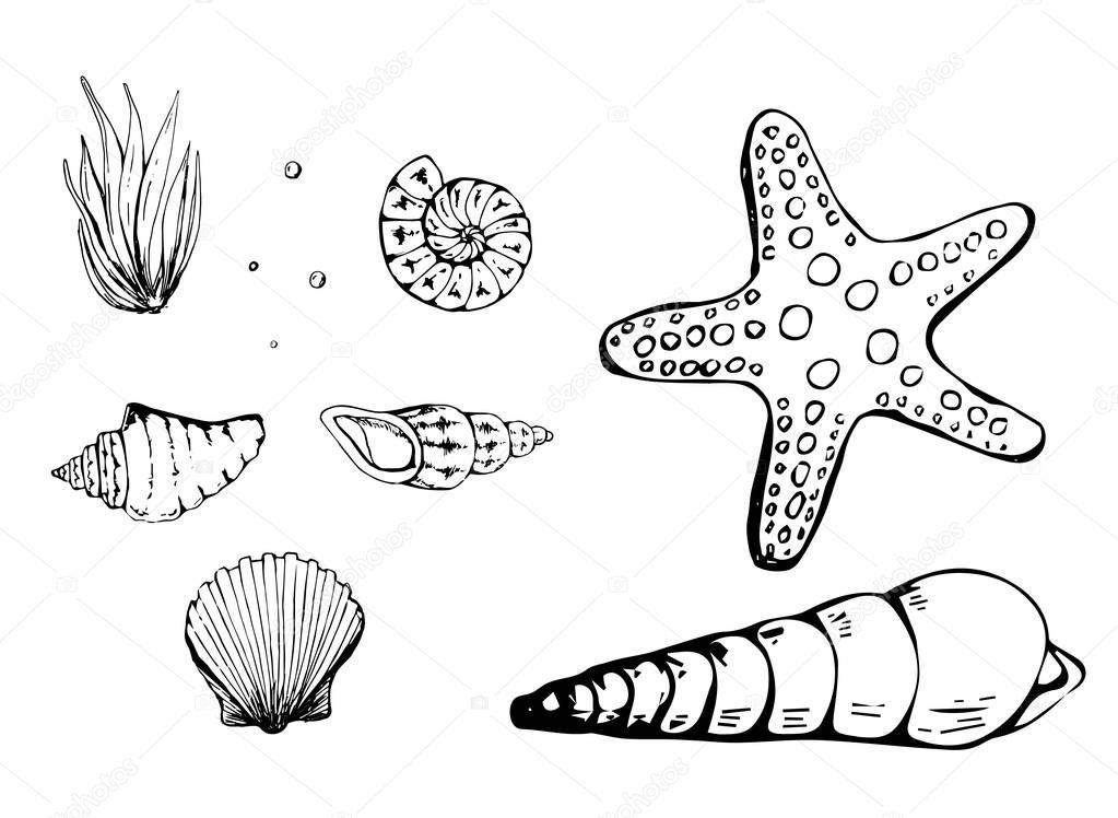 seashells or mollusca different forms. sea creature. engraved. sketch, vintage style. nautical or marine, animals in the ocean. hand drawn. isolated. black white