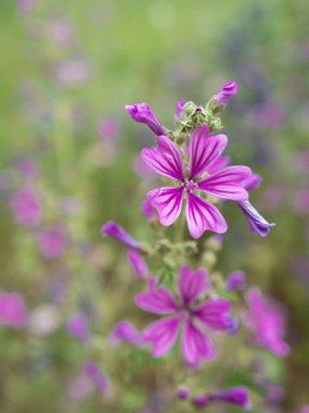 Malva Sylvestris 'in dikey görüntüsü, kır çiçeklerinin olduğu bir bahçedeki Mallow.