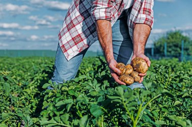 adamın elinde alanındaki patates ile kısmi görünümü 