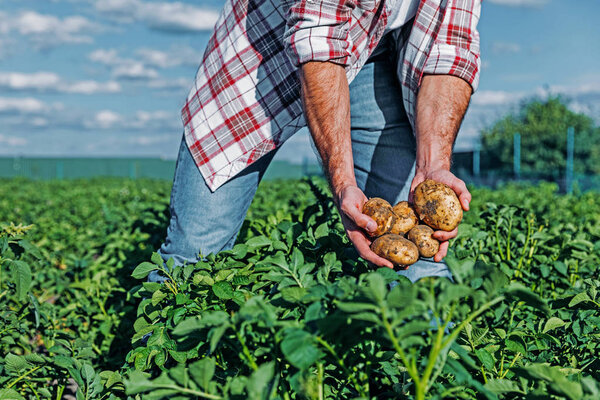 partial view of man with potatoes in hands in field 