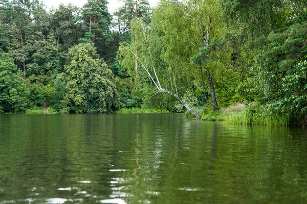 scenic view of calm lake with green trees on bank