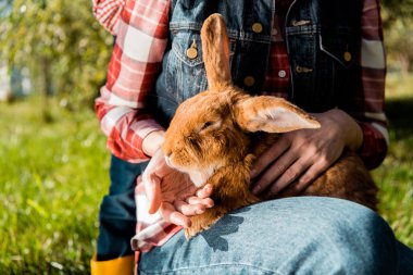 cropped image of woman holding furry brown rabbit outdoors  clipart