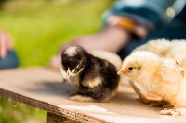 selective focus of adorable baby chicks on wooden board and male farmer behind outdoors  clipart