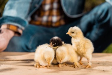 Erkek çiftçi holding ile sevimli bebek civcivlerin ahşap yönetim kurulu açık havada resim kırpılmış 