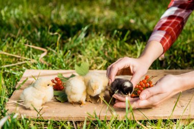 partial view of female farmer with baby chicks and rowan on wooden board outdoors clipart