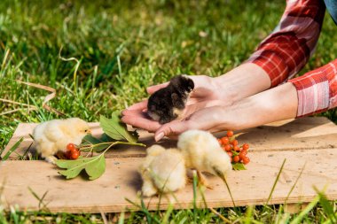 partial view of female farmer with baby chicks and rowan on wooden board outdoors clipart