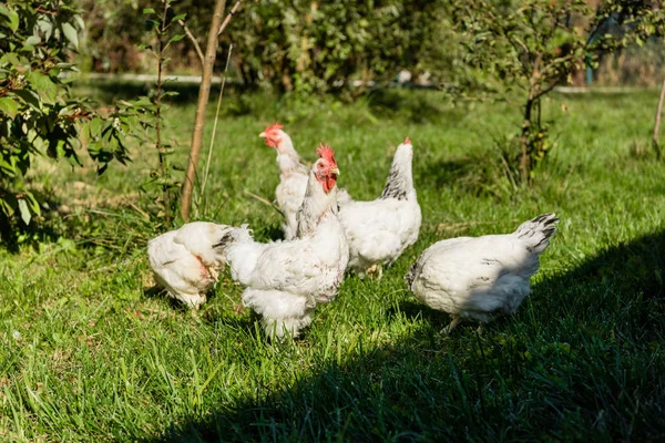 Flock Adorable White Chickens Walking Grassy Meadow Farm — Stock Photo, Image