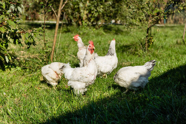 flock of adorable white chickens walking on grassy meadow at farm