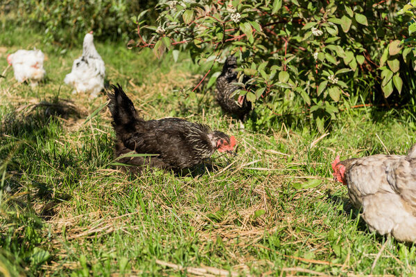 selective focus of flock of chickens walking on grassy meadow at farm