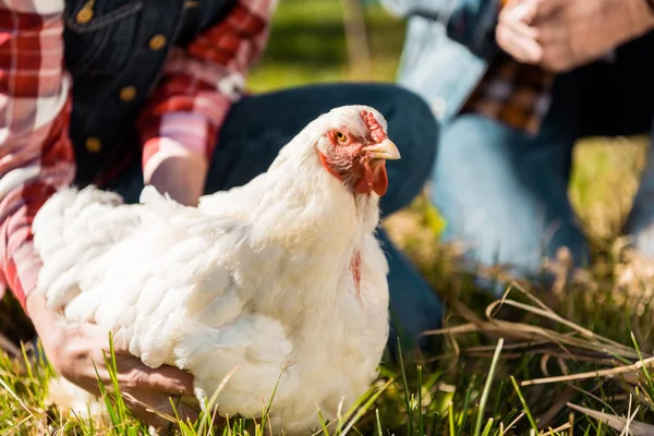 Imagem Cortada Casal Agricultores Sentados Grama Com Frango Livre — Fotografia de Stock