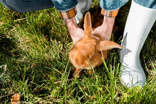 Imagen Recortada Agricultor Macho Sosteniendo Conejo Marrón Aire Libre — Foto de stock gratis