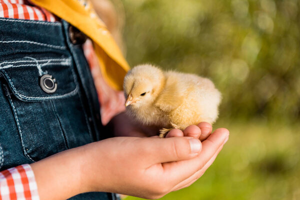 cropped image of kid holding adorable yellow baby chick outdoors 