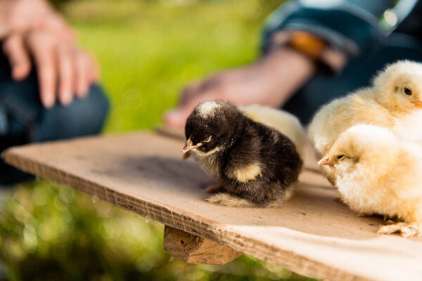cropped image of farmers holding wooden board with adorable baby chicks outdoors 