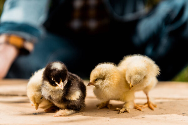 partial view of male farmer holding wooden board with adorable baby chicks outdoors 