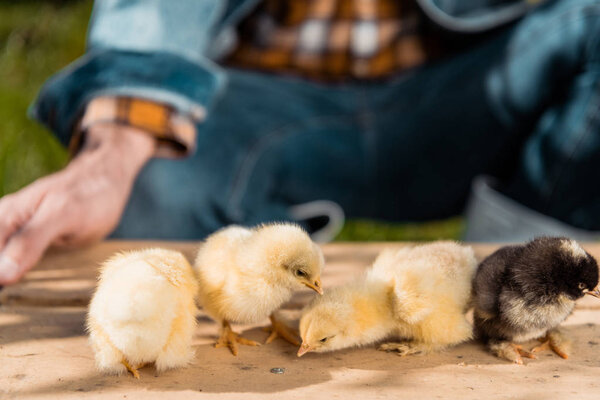 partial view of male farmer holding wooden board with adorable baby chicks outdoors 