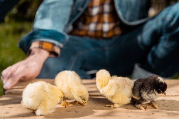 cropped image of male farmer holding wooden board with adorable baby chicks outdoors 