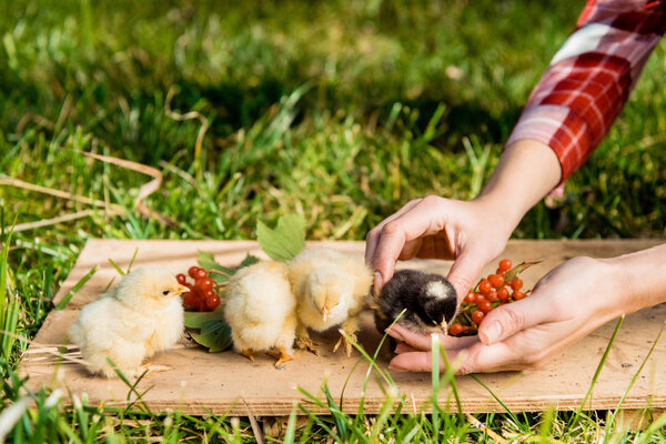 partial view of female farmer with baby chicks and rowan on wooden board outdoors