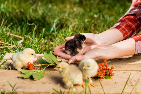 cropped image of female farmer with baby chicks and rowan on wooden board outdoors