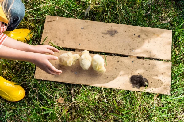 Imagen Recortada Niña Jugando Con Polluelos Tablero Madera Aire Libre — Foto de Stock