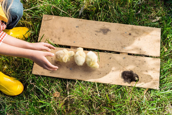 cropped image of little girl playing with baby chicks on wooden board outdoors 