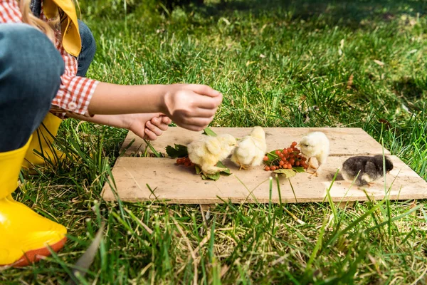 Imagen Recortada Niña Alimentando Polluelos Por Rowan Tablero Madera Aire Fotos De Stock