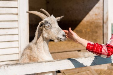 cropped image of woman touching goat near wooden fence at farm clipart