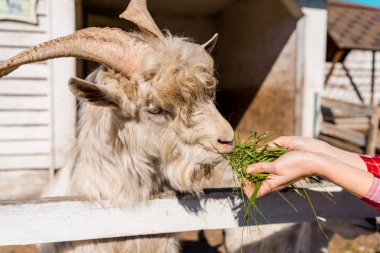 partial view of female farmer feeding goat by grass near wooden fence at farm clipart