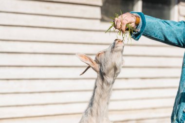 cropped image of male farmer feeding goat by grass near wooden fence at farm  clipart