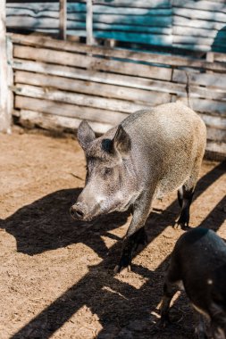 grey pig and piglet walking in corral at farm  clipart