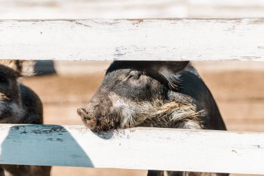 adorable black piglet standing near wooden fence at farm  clipart