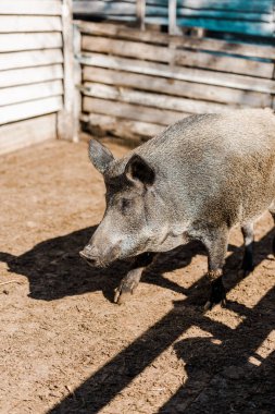 selective focus of grey pig walking in corral at farm  clipart