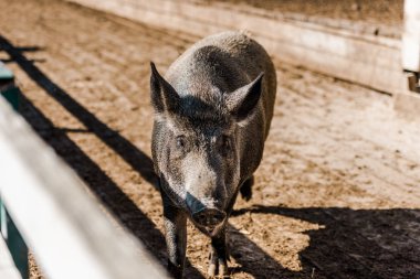 adorable grey pig walking in corral at farm  clipart