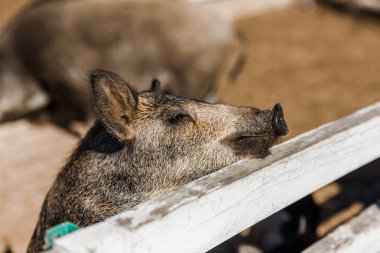 gri piglet duran çiftliğinde ahşap çit yakınındaki seçici odak 