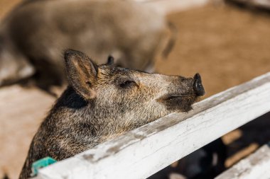 selective focus of grey piglet standing near wooden fence at farm  clipart