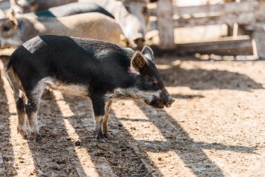black adorable piglet standing in corral at farm  clipart
