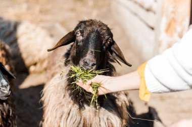 cropped image of female farmer feeding sheep by grass at farm clipart