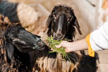 kadın çiftçi tarafından çim ranch at koyun besleme kısmi görünümünü