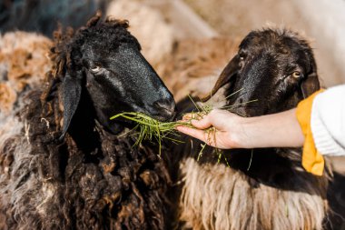 cropped image of female farmer feeding sheep by grass at farm clipart