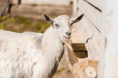 portrait of adorable goat grazing in corral at farm clipart